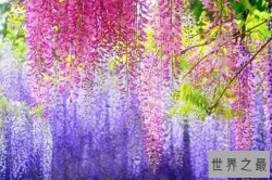 世界十大悲伤花语 向日葵和彼岸花上榜，最悲伤的却是它