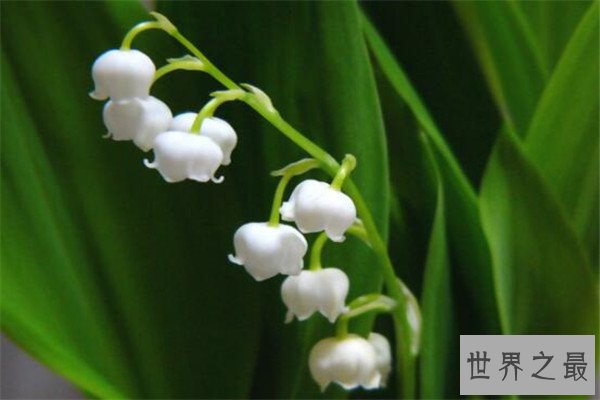 世界十大最危险的花 天仙子一点能毒死一只动物，遇见要小心