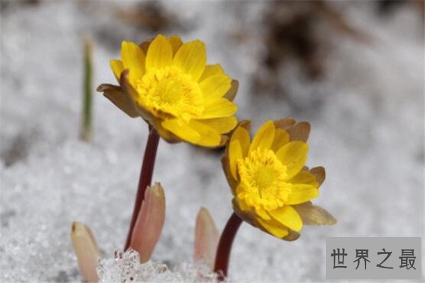 世界十大最危险的花 天仙子一点能毒死一只动物，遇见要小心