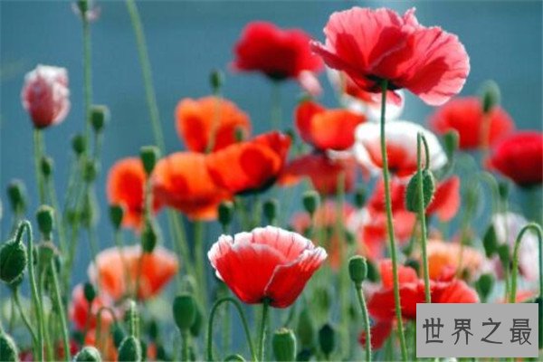 世界十大最危险的花 天仙子一点能毒死一只动物，遇见要小心