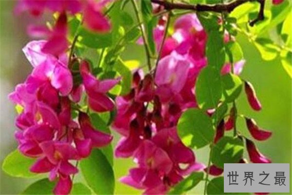 世界十大最危险的花 天仙子一点能毒死一只动物，遇见要小心