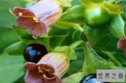 世界十大最危险的花 天仙子一点能毒死一只动物，遇见要小心