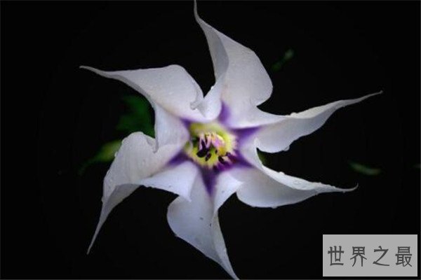 世界十大最危险的花 天仙子一点能毒死一只动物，遇见要小心