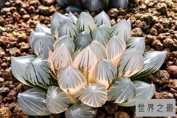 世界上十大名贵多肉植物