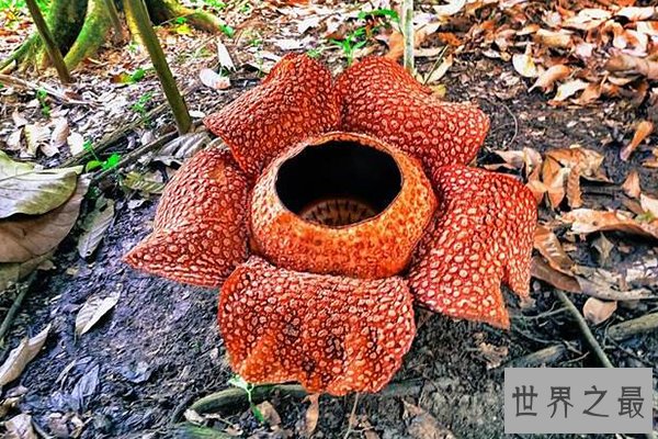 世界十大特殊植物