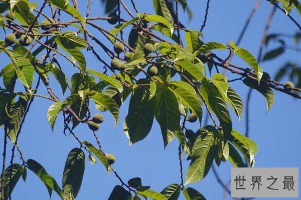 世界十大特殊植物
