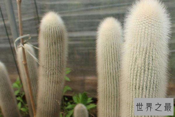 世界十大特殊植物