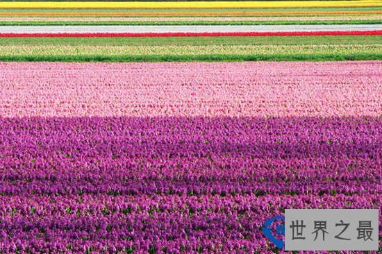 美丽花田