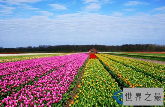 世界上最大的最美丽花海