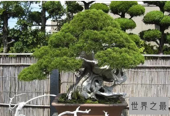 世界十大金奖盆景 中国黄雀梅盆景上榜