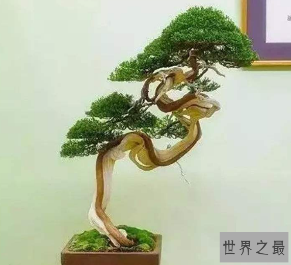 盆景树木种类前十名柏类排第一你养的哪种