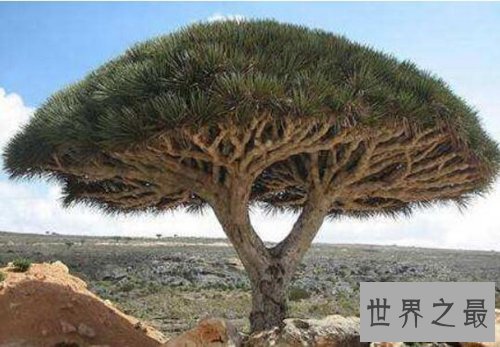 盘点寿命最长的十大植物，第一寿命长达十万年！