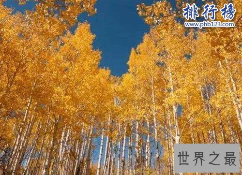 盘点寿命最长的十大植物，第一寿命长达十万年！