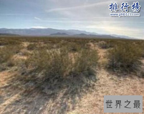 盘点寿命最长的十大植物，第一寿命长达十万年！
