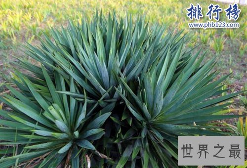 盘点寿命最长的十大植物，第一寿命长达十万年！