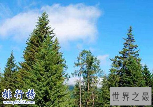 盘点寿命最长的十大植物，第一寿命长达十万年！