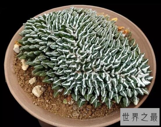 十大最贵多肉，不管喜不喜欢，养不养主要还是钱说了算！