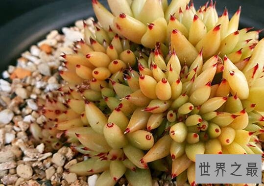 十大最贵多肉，不管喜不喜欢，养不养主要还是钱说了算！