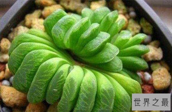 十大最贵多肉，不管喜不喜欢，养不养主要还是钱说了算！