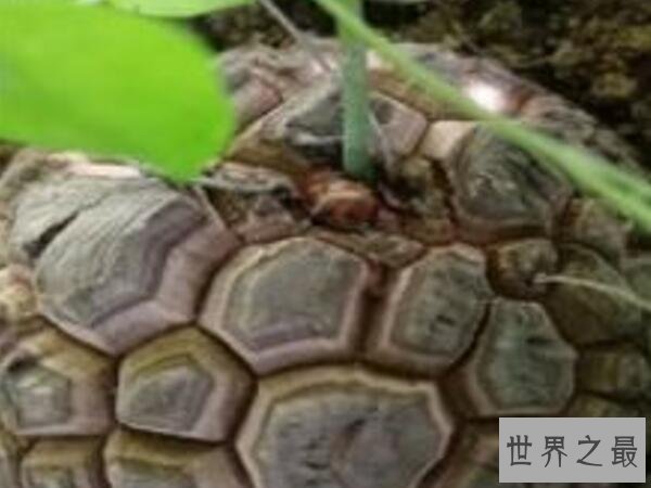 十大最贵多肉，不管喜不喜欢，养不养主要还是钱说了算！