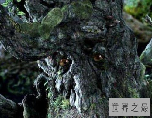 盘点世界十大神奇的树：第六杀人，第一产黄金！