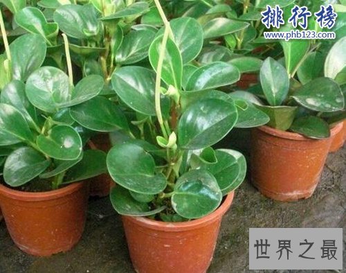 十种办公室适合养的植物，第一种可招财！