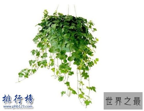 家中养什么植物好？适合家养的十种植物！