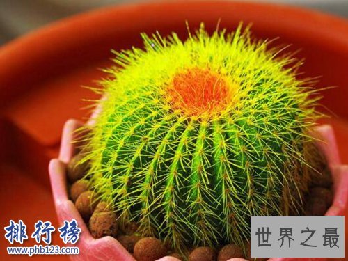 家中养什么植物好？适合家养的十种植物！