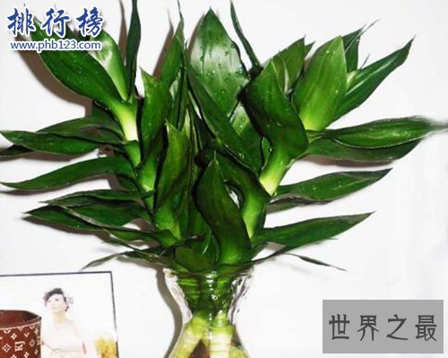 家中养什么植物好？适合家养的十种植物！