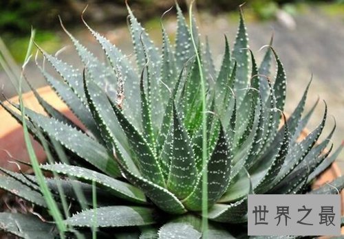 家中养什么植物好？适合家养的十种植物！