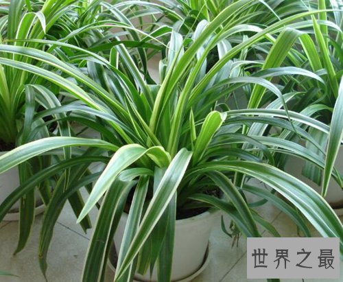 家中养什么植物好？适合家养的十种植物！