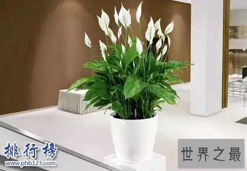 家中养什么植物好？适合家养的十种植物！