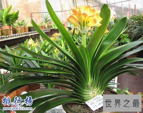 家中养什么植物好？适合家养的十种植物！