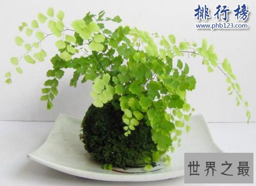 家中养什么植物好？适合家养的十种植物！