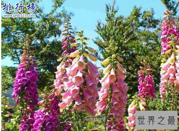 世界十大毒王植物：罂粟毒品之王最害人