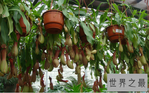 世界十大毒王植物：罂粟毒品之王最害人
