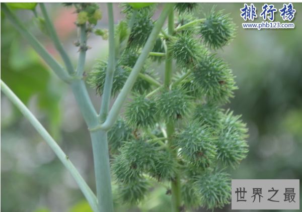 世界十大毒王植物:罂粟毒品之王最害人