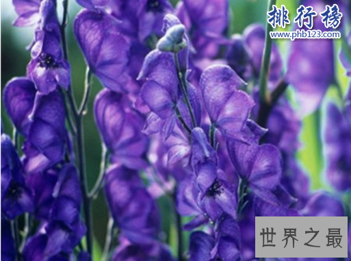 世界十大毒王植物：罂粟毒品之王最害人