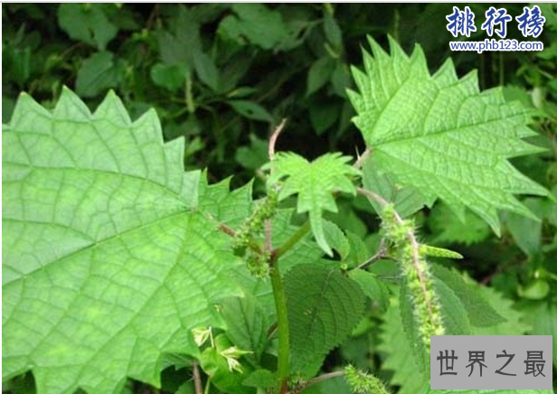 世界十大毒王植物：罂粟毒品之王最害人
