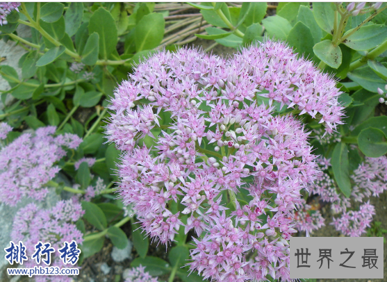 世界十大毒王植物：罂粟毒品之王最害人