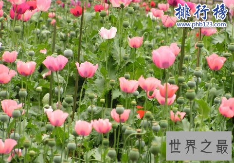 世界十大毒王植物：罂粟毒品之王最害人