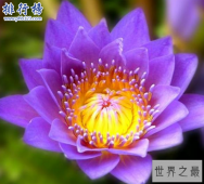 世界十大最稀有的花：泰坦魔芋臭气熏天,最后一种全球罕见