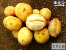 世界十大罕见水果:神秘果属国宝(周恩来总理引进)