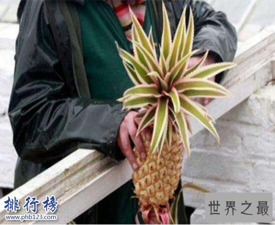 世界上最贵的十种水果排名 夕张王甜瓜7.35万元一个
