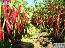 世界上最大的辣椒：50厘米 又香又甜