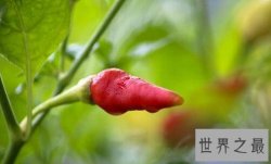 世界上最辣的十大辣椒：死神辣椒第二 第一名可致死