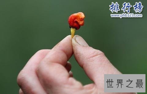 世界上最辣的辣椒:龙息辣椒 舔一口会休克