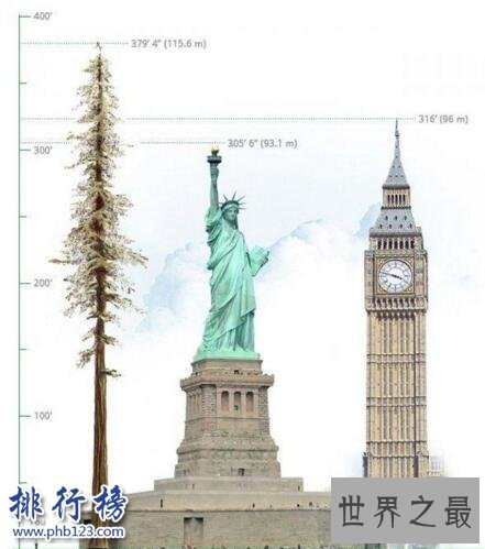 地球上最高的树：澳洲杏仁香桉树高156米(相当于52层楼)