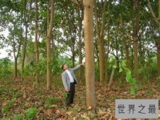 世界上生长最快的树，轻木10年能长16米(造飞机材料)