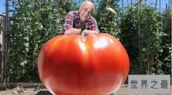 世界上最大的番茄，重达8斤成为新的记录保持者（可供8人食用）
